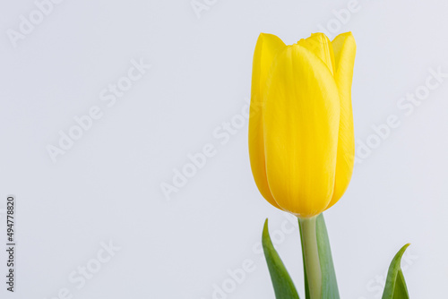 Single yellow tulip, spring flower