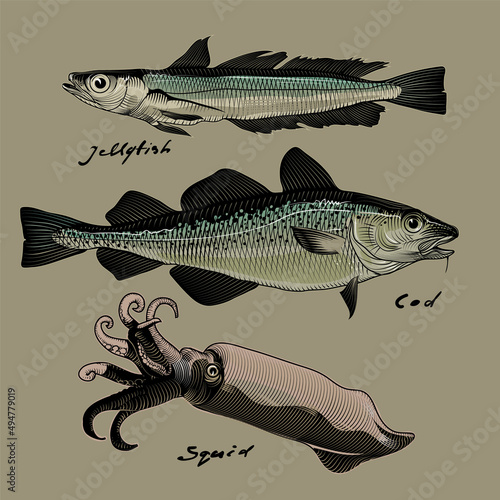 Vector image of commercial fish, cod, jellyfish and squid, style of engraving