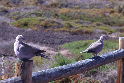 Türkentaube (Streptopelia decaocto)