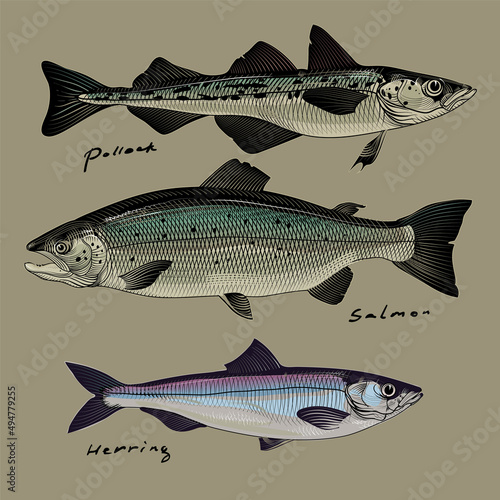 Vector image of commercial fish, pollock, salmon and herring, style of engraving