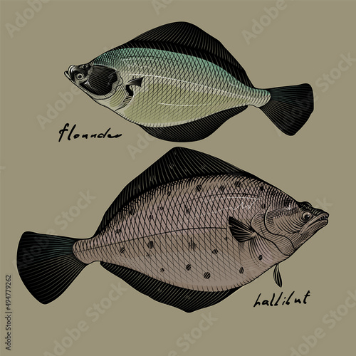 Vector image of commercial fish, flounder, halibut, style of engraving