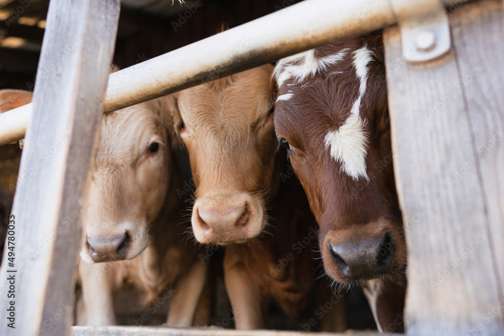 three cows stand in stall behind fence on farm, portrait of three brown calves three cows stand in stall behind fence on farm, portrait of three brown calves