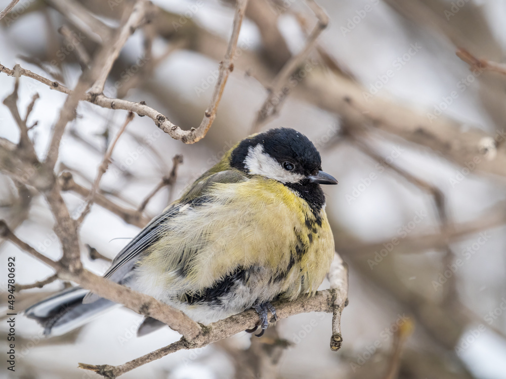 Cute bird Great tit, songbird sitting on a branch without leaves in the autumn or winter. Cute bird Great tit, songbird sitting on a branch without leaves in the autumn or winter.