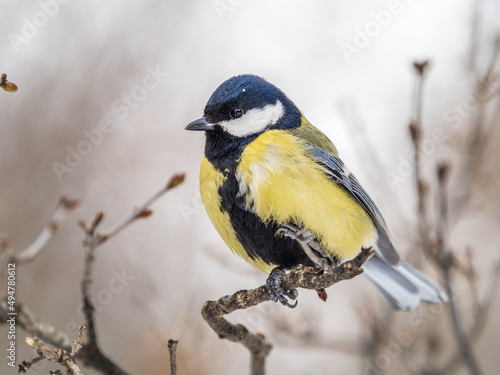 Cute bird Great tit, songbird sitting on a branch without leaves in the autumn or winter.