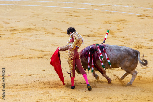 bullfighter in a bullfighting ring fighting a fatally wounded fighting bull. Pain and animal abuse in an international festival.