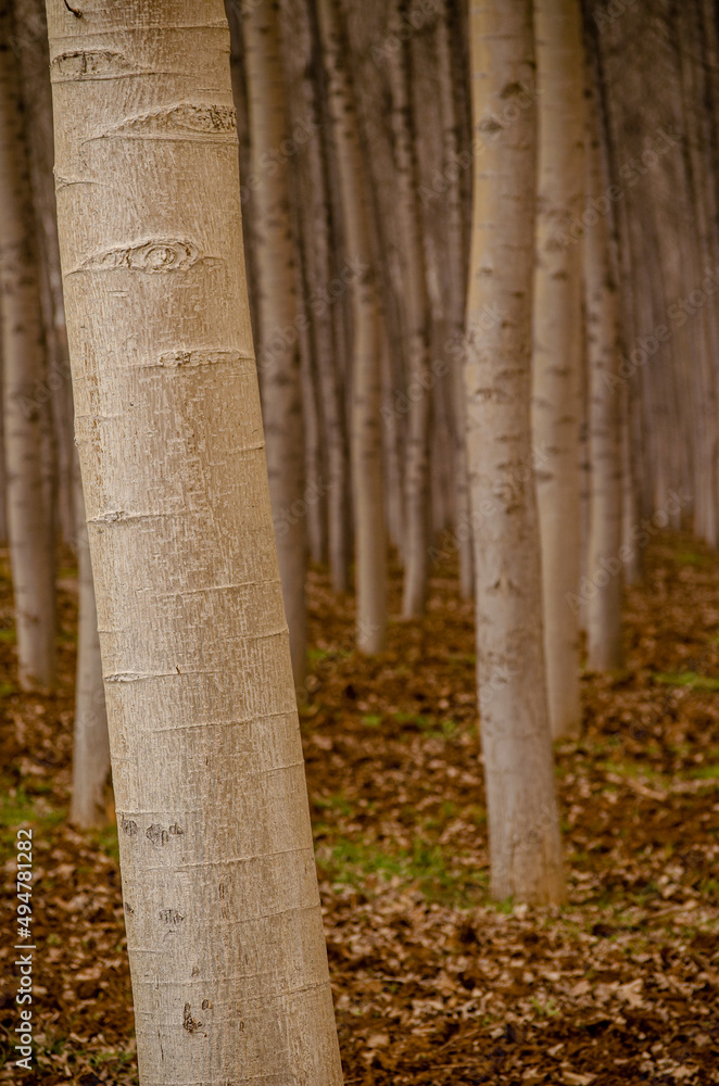 trunks of white poplar trees in a plantation, populus alba trunks of white poplar trees in a plantation, populus alba