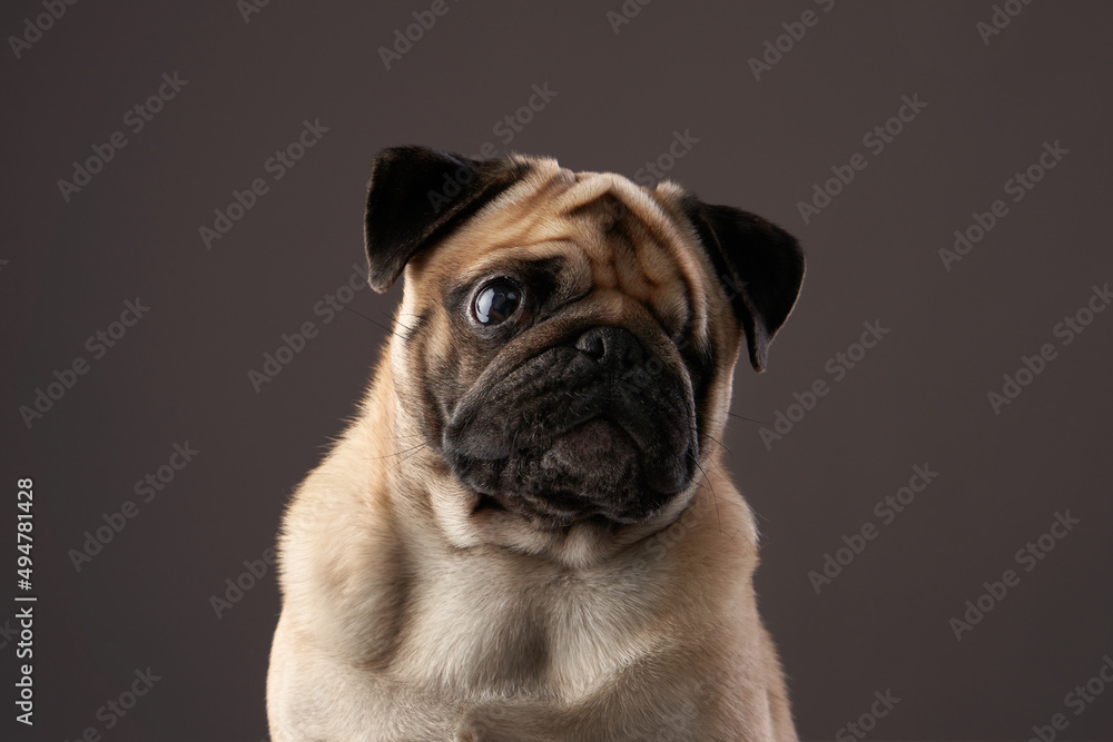 portrait of a disabled dog. special Pug on a light background