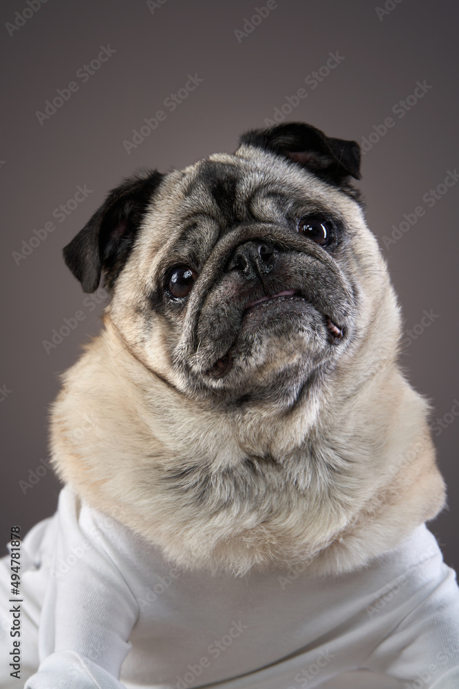 portrait of a disabled dog. special Pug on a light background