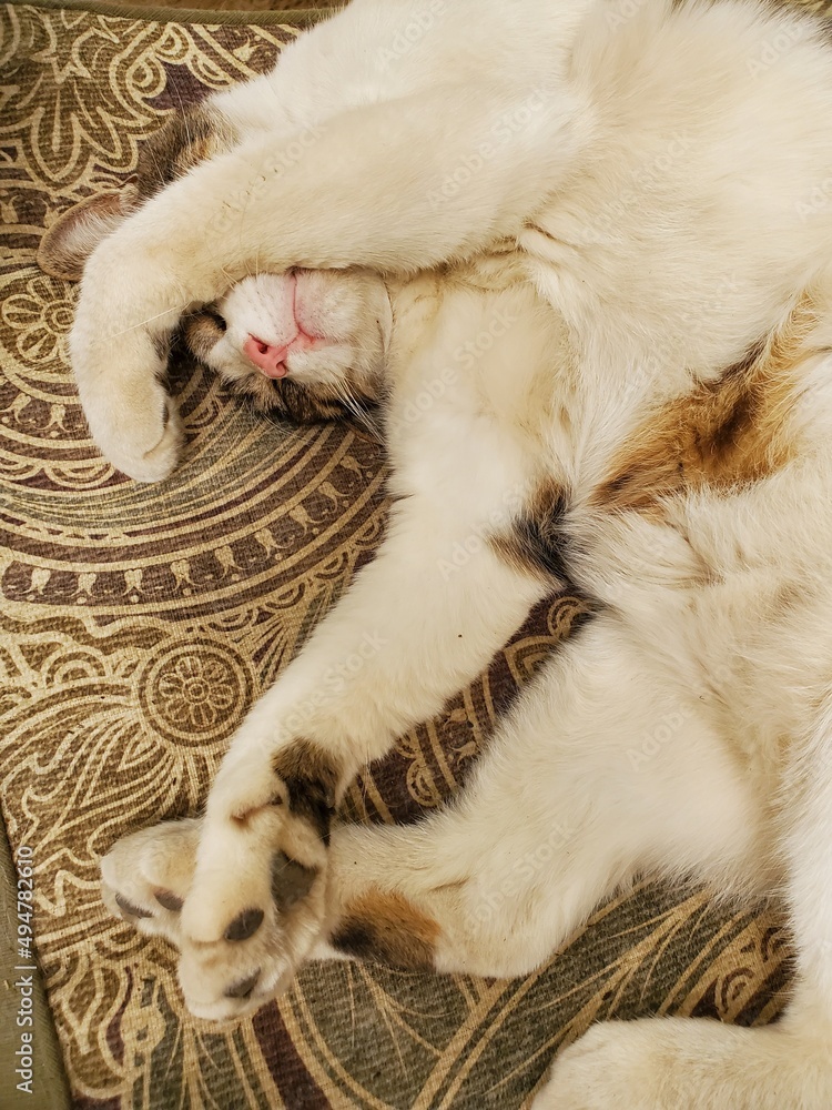 Lazy Cat Lazy Cat