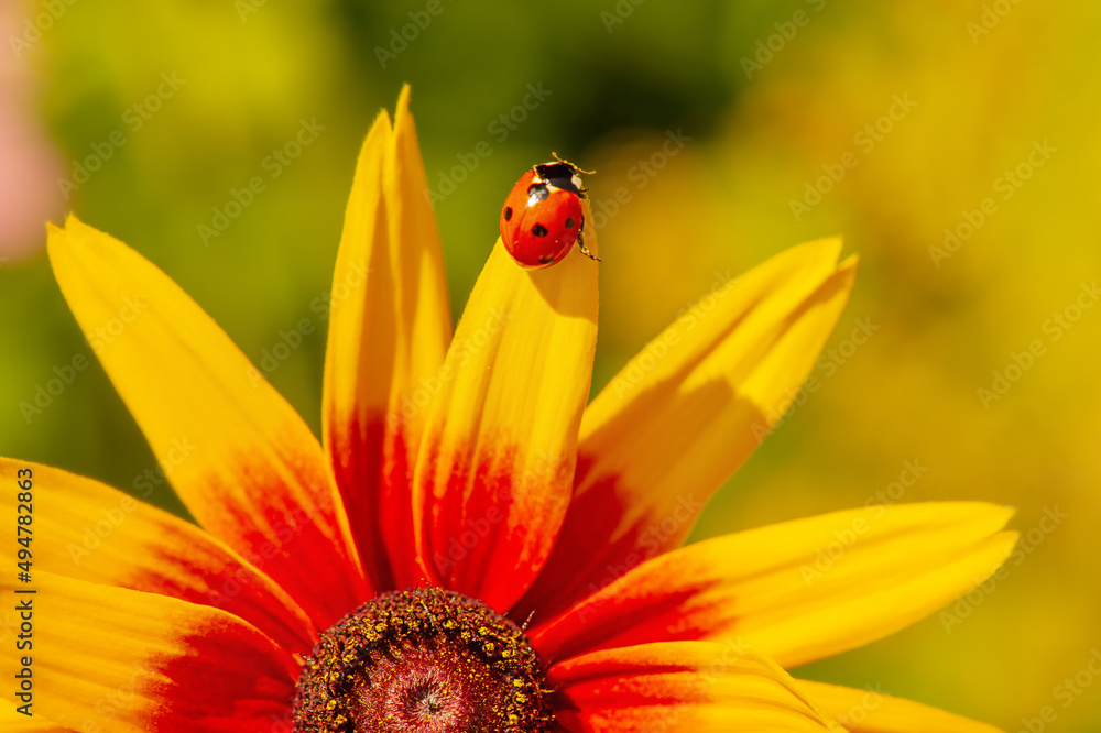 Macro nature. Close-up photo of echinacea flower with ladybug on petals. Macro nature. Close-up photo of echinacea flower with ladybug on petals.