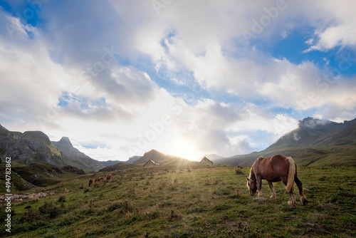 hispanic breton horse grazing in the pastures of the pyrenees, with the mountains in the background with clouds covering their peaks, horizontal
