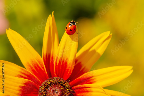 Macro nature. Close-up photo of echinacea flower with ladybug on petals.