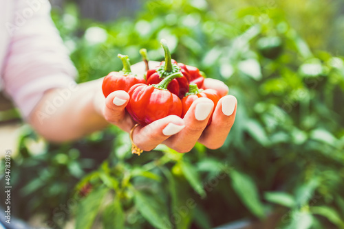 Fotografija hands holding mini capsicum bell peppers in front of veggie plant outdoor in sun