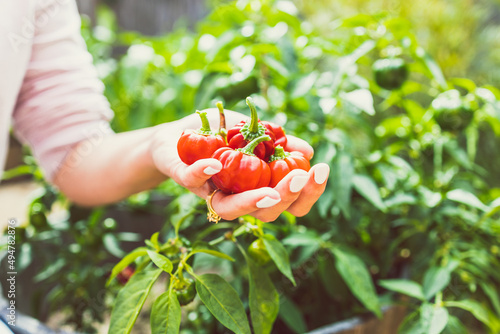 hands holding mini capsicum bell peppers in front of veggie plant outdoor in sunny vegetable garden