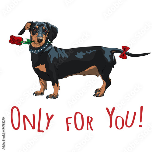 Cute black dog dachshund with red rose