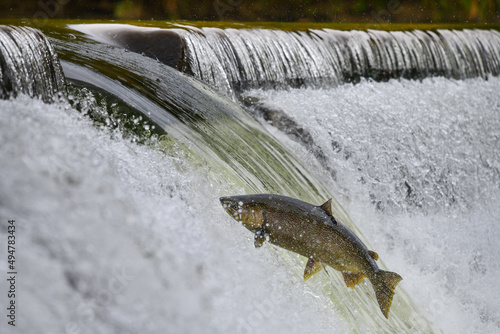 Salmon migration