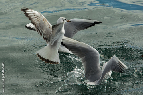 a group of seagulls on the surface of the sea