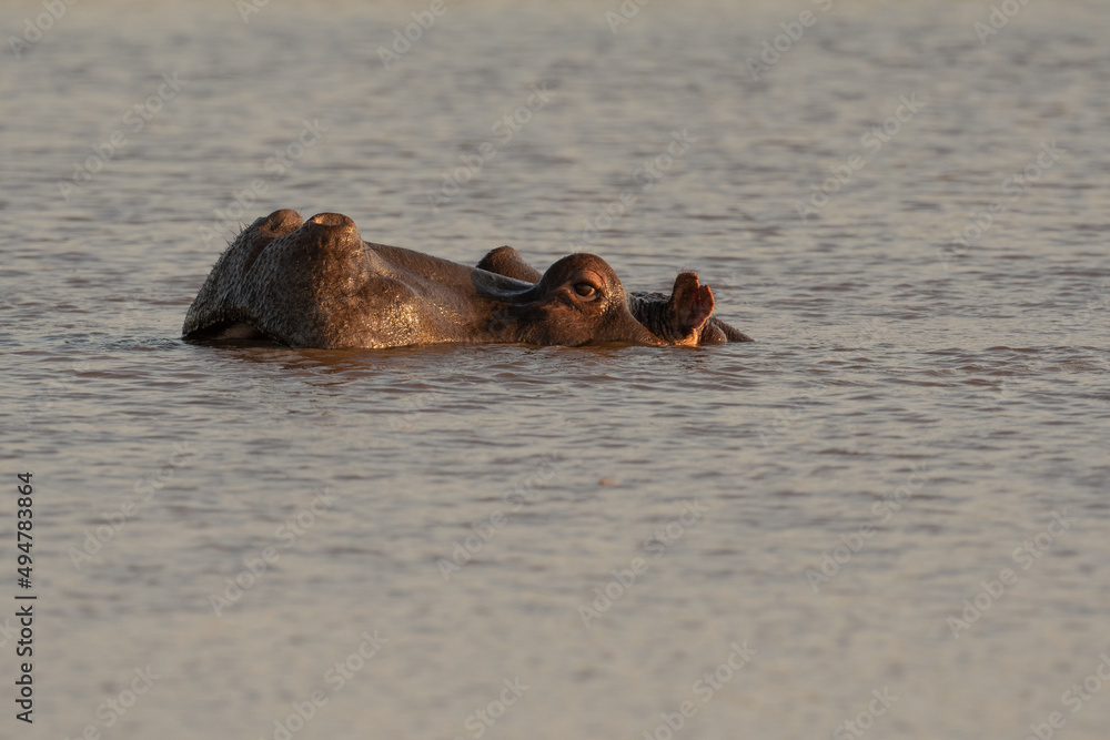 Hippo submerged in pond