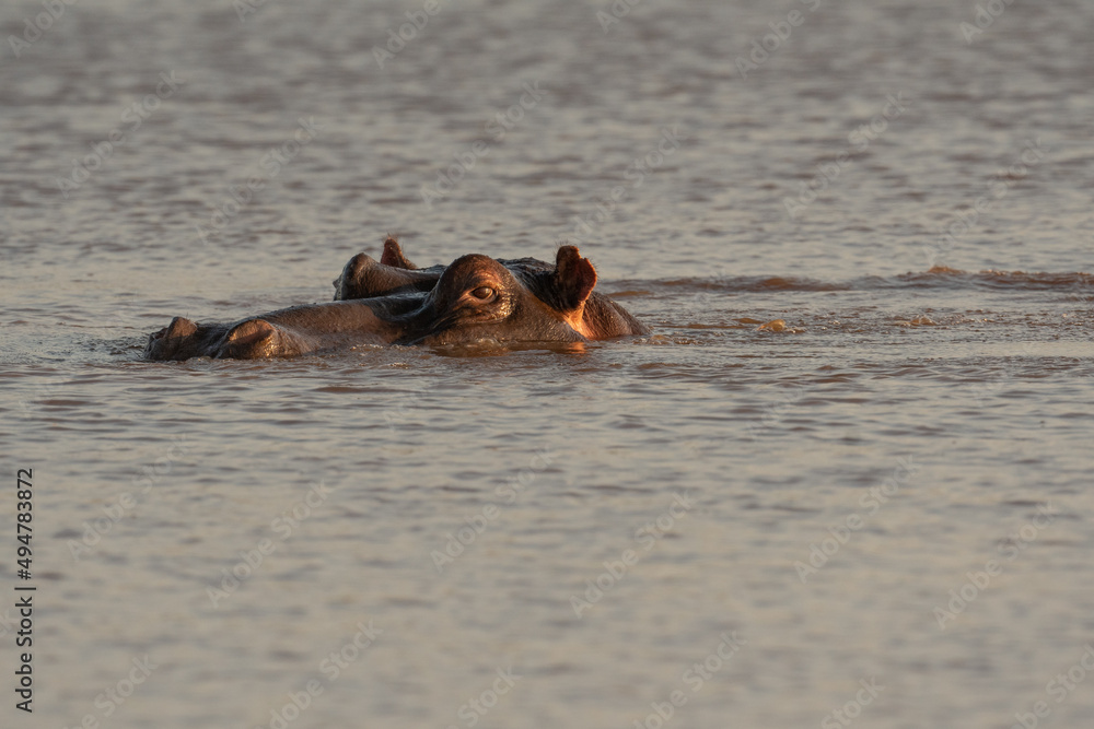 Fototapeta premium Hippo submerged in pond