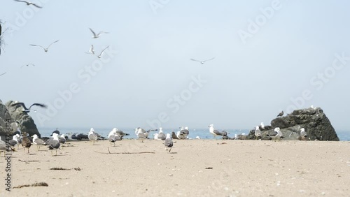 A view of the black-tailed gulls that live in Kabushima. photo