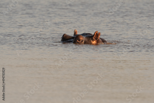 Hippo submerged in pond