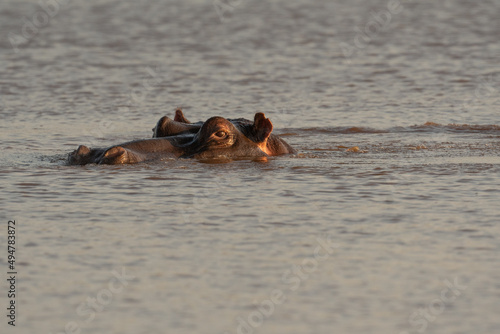 Hippo submerged in pond