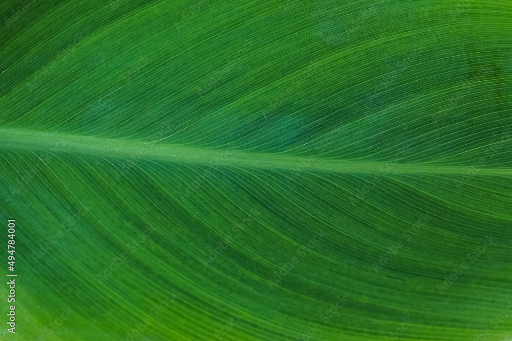 a large leaf with prominent patterns on it