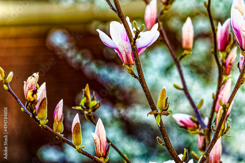  Frühlingsboten Magnolien im Garten.Linden,.Hannover. photo