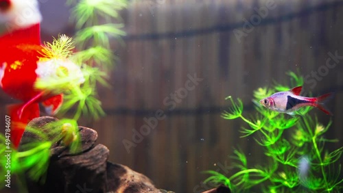 ラスボラに迫る金魚「スローモーション」 photo