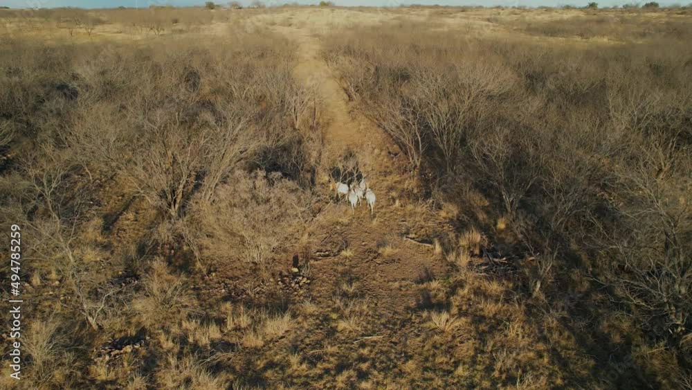 Aerial static video of several Oryx on a ranch in Texas. Aerial static video of several Oryx on a ranch in Texas.