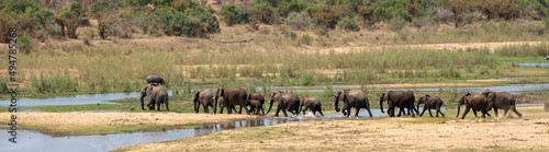 African Elephants crossing single file the Sabi River in Kruger National Park in South Africa RSA