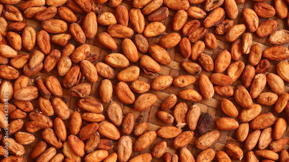 dry, fermented cocoa beans that look bright and clean. These cocoa beans are located on a woven bamboo dry, fermented cocoa beans that look bright and clean. These cocoa beans are located on a woven bamboo