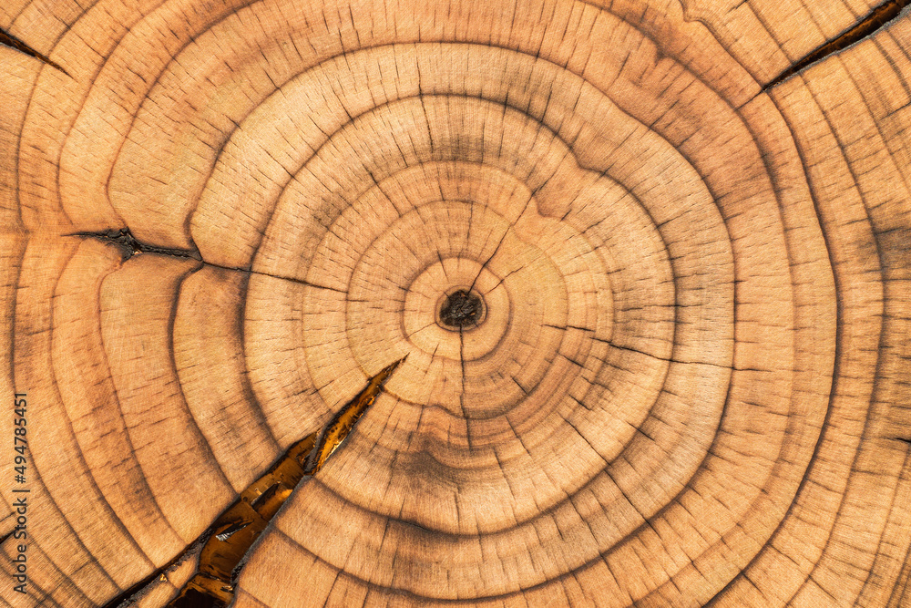 Lightly charred wood slice with clearly visible annual growth rings. Cross-section of a dried cherry tree stump. Natural wood texture