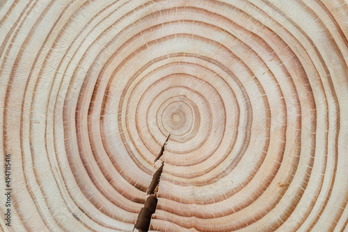 Douglas fir tree cross-section with crack and clearly visible annual growth rings arranged concentrically