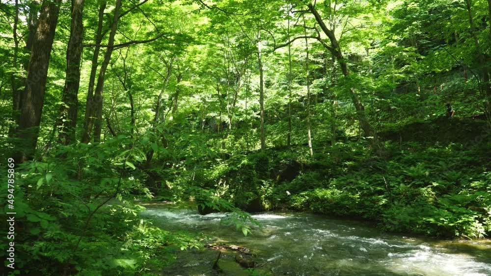 A fresh green mountain stream with abundant nature. A fresh green mountain stream with abundant nature.