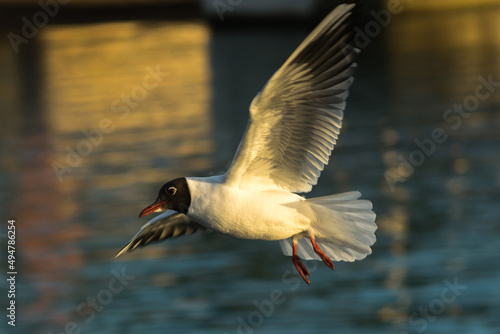 white-winged gull, in the rays of the setting sun soars above the water