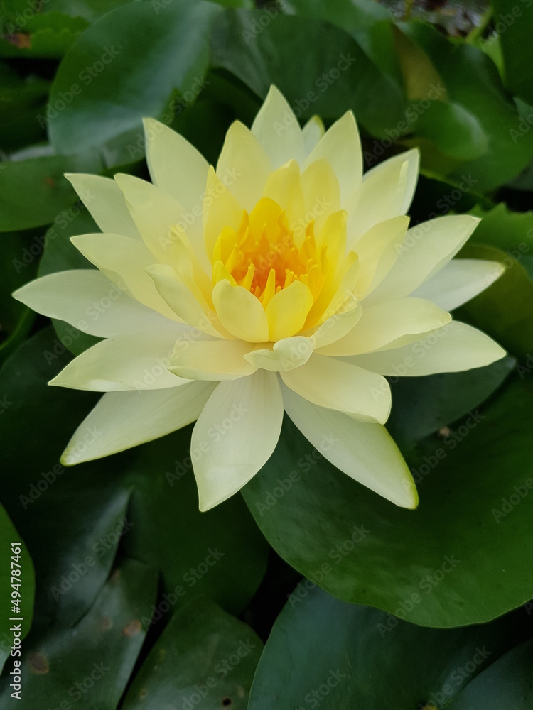 white water lily