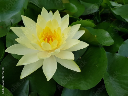 white water lilly