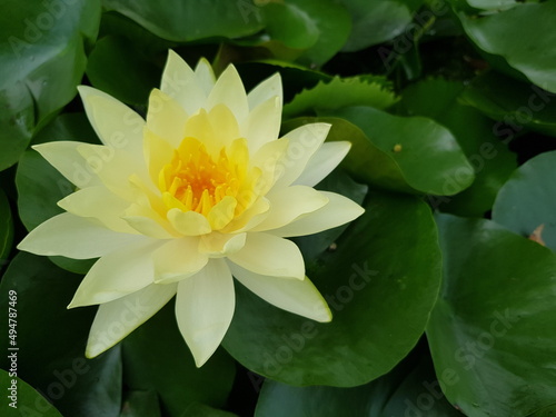 water lily in a pond
