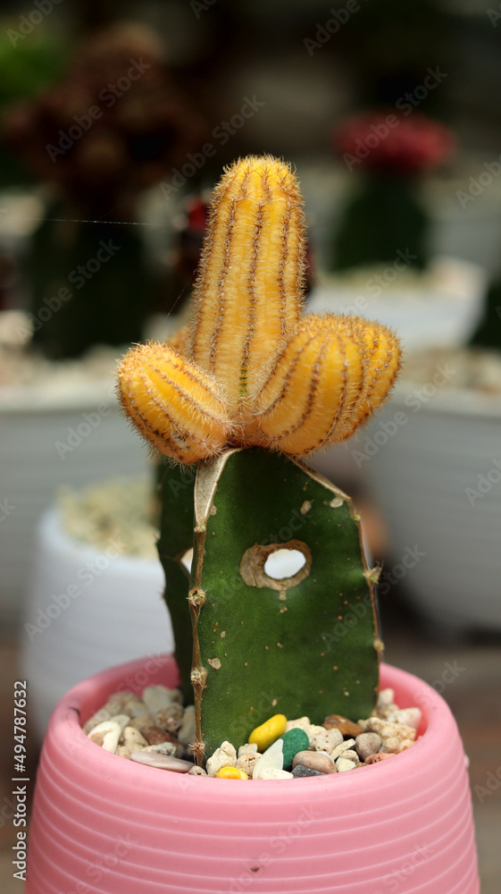 small green cactus plant with cute white spines. Arid plant.