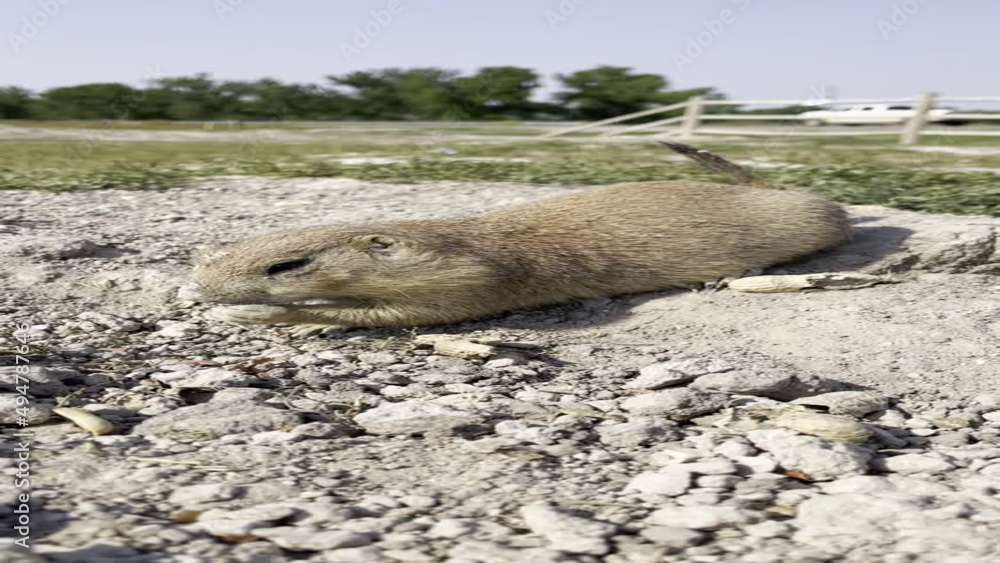 Prairie dog eating
