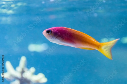 Fototapeta Naklejka Na Ścianę i Meble -  Fisch Aquarium