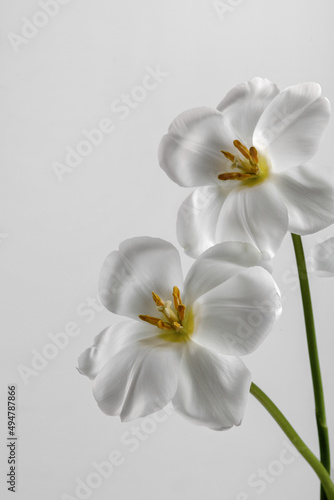 Fototapeta Naklejka Na Ścianę i Meble -  Stylish unusual tulip. An open tulip. Spring white background for text