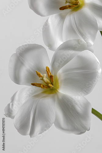 Stylish unusual tulip. An open tulip. Spring white background for text