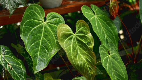 Fotografie ornamental plant Anthurium magnificum exposed to water and sunlight so that it looks clean and bright