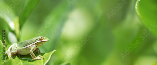 American green tree frog sitting on wet leaves in the bottom left corner of the image leaving blank copy space for text. photo