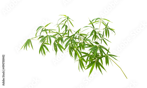 Canvas Print green bamboo leaves isolated on white background