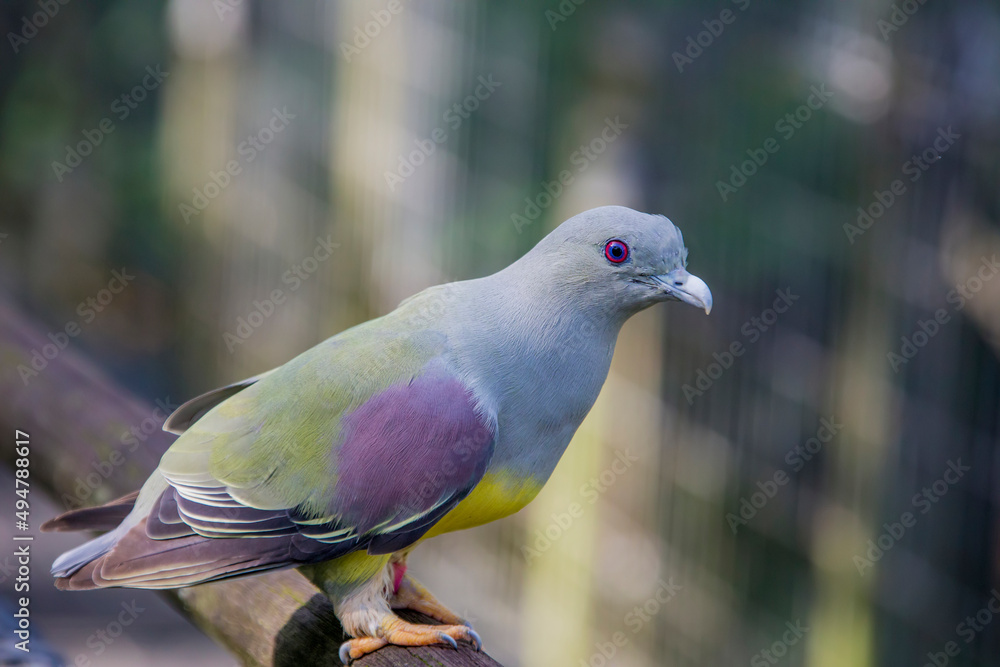 Obraz premium Bruce's green pigeon (Treron waalia) is a species of bird in the family Columbidae. A frugivore bird species that specialises on eating the fruits of a single species of fig tree, Ficus platphylla.