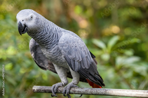 African grey parrot Psittacus erithacus  closeup   The grey parrot is a medium-sized  predominantly grey  black-billed parrot.  It has darker grey over the head and both wings.