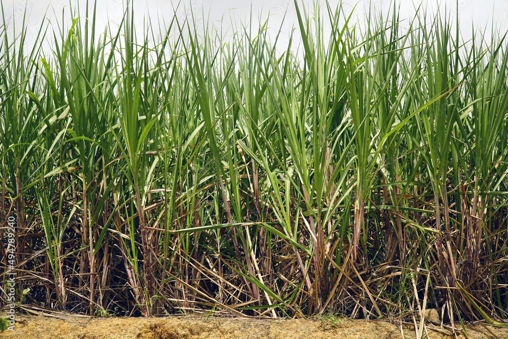 Fototapeta premium Monoculture of sugar cane in the whole northeast of Brazil. View of sugar cane plantation countryside near Porto de Galinhas, Pernambuco, Brazil.